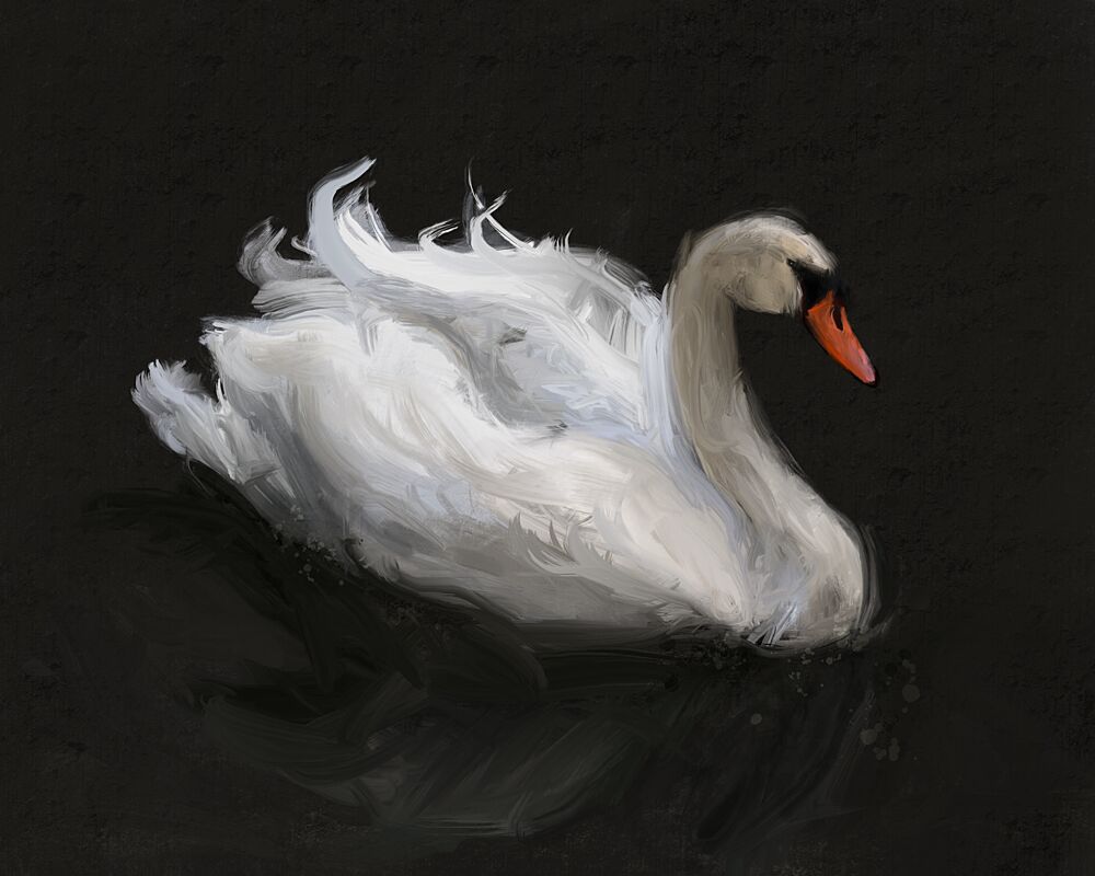 Graceful White Swan art print by James Zamora for $57.95 CAD