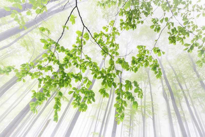 Misty Green Forest Canopy art print by Tom Pavlasek for $57.95 CAD