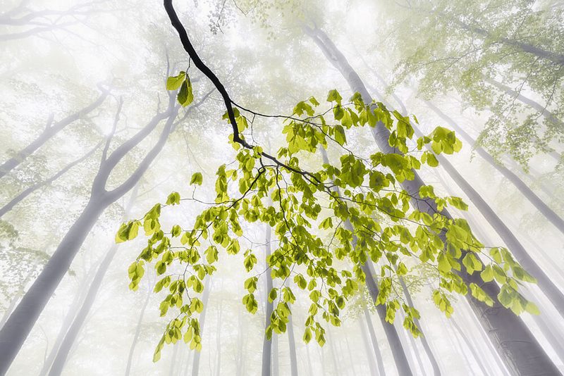 Fresh Leaves Misty Forest art print by Tom Pavlasek for $57.95 CAD