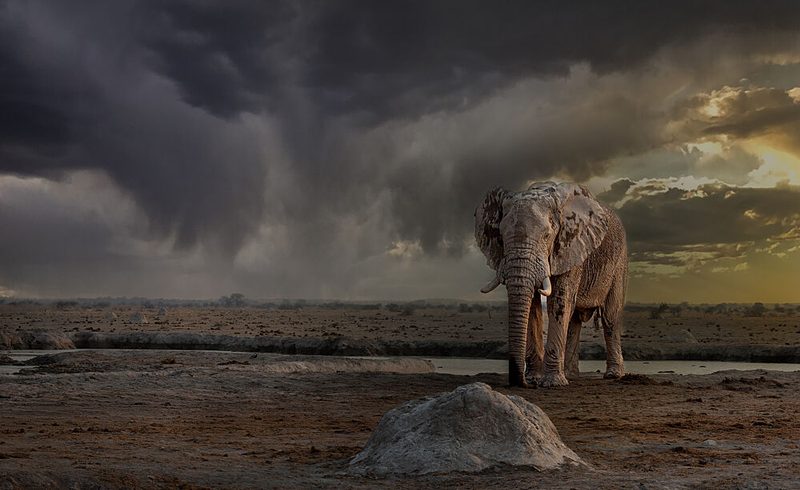 Elephant under Stormy Sky art print by Stuart du Toit for $57.95 CAD