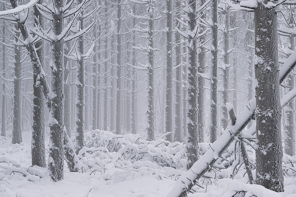 Peaceful Winter Forest art print by Elbert-Jan Achterberg for $57.95 CAD