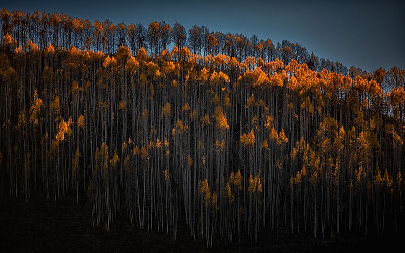 Golden Aspen Forest art print by Jimmy Chen for $57.95 CAD