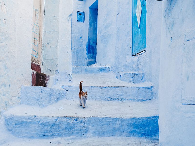Cat Climbing Blue Stairs art print by Photolovers for $57.95 CAD