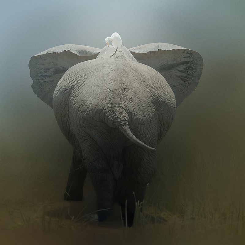 Elephant and Egret Pair art print by Melinda LI for $57.95 CAD