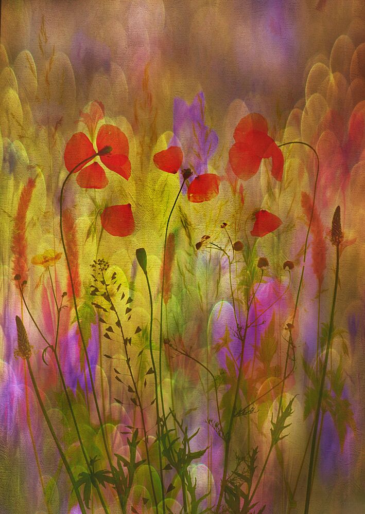 Dreamy Poppy Meadow art print by Hilda van der Lee for $57.95 CAD