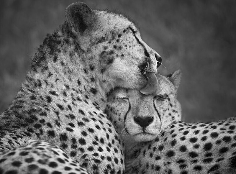 Cheetahs Loving Bond art print by Roelof de Hoog for $57.95 CAD