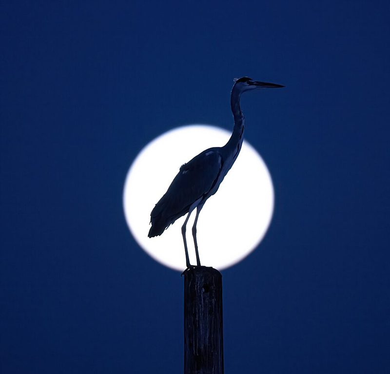 Heron Moon Silhouette art print by Eldad Levin for $57.95 CAD