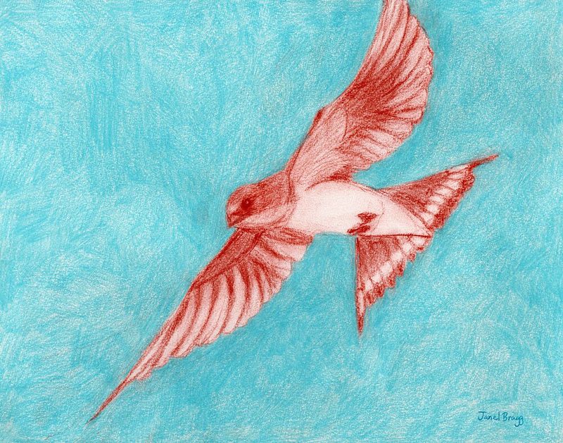 Red Bird in Flight art print by Janel Bragg for $57.95 CAD