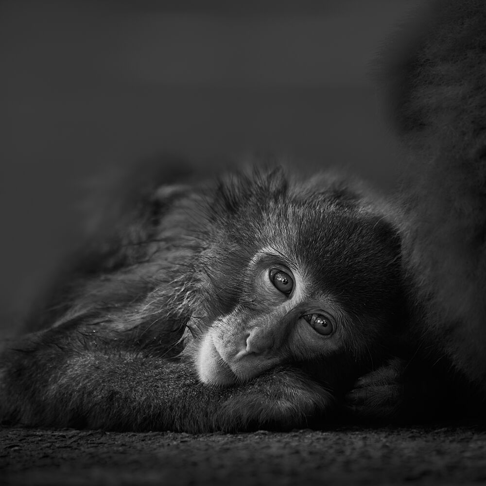 Thoughtful Baby Monkey art print by Kaisyakuji Yushi for $57.95 CAD