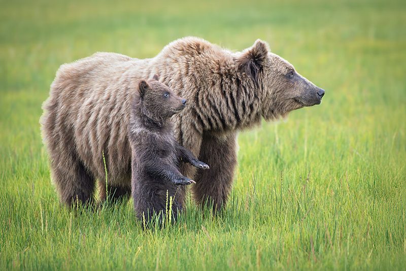 Grizzly Mother and Cub art print by Jeffrey C. Sink for $57.95 CAD