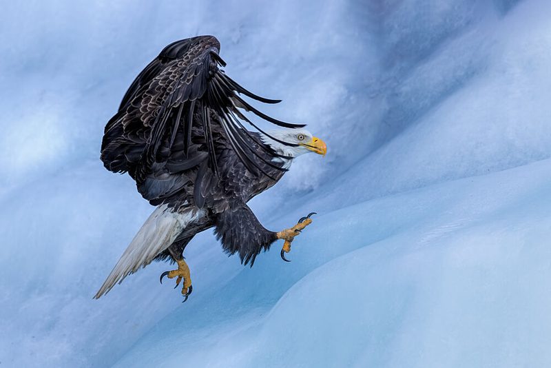 Majestic Eagle Landing art print by Jun Zuo for $57.95 CAD