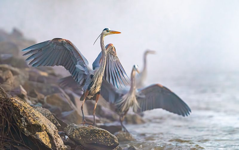 Misty Morning Herons art print by Jeff Graham for $57.95 CAD