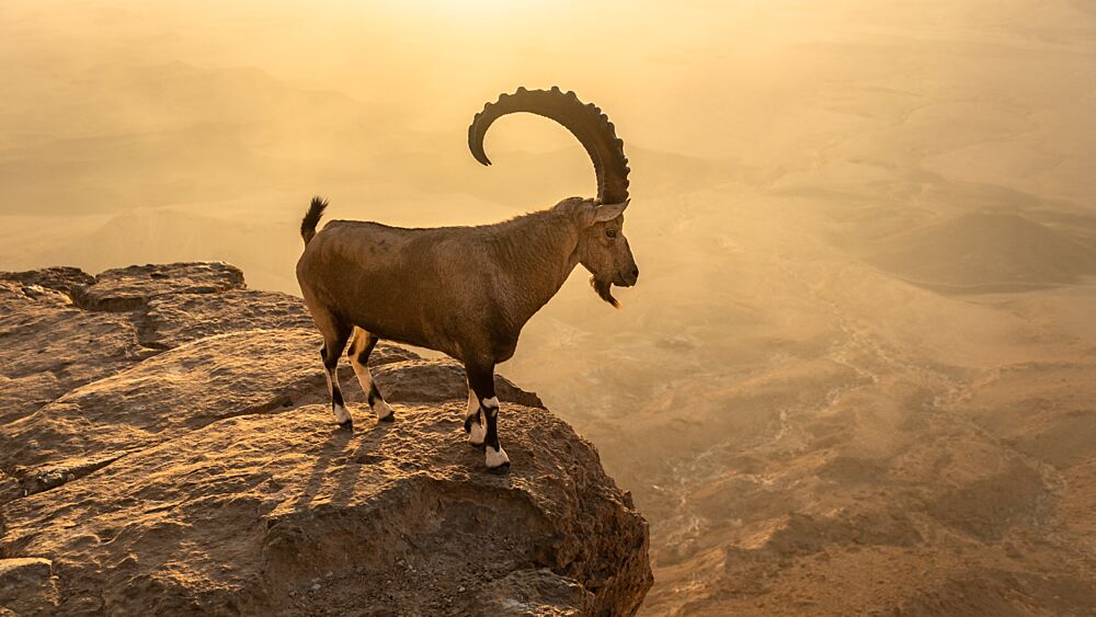 Majestic Ibex Golden Hour art print by Matan Fisher for $57.95 CAD