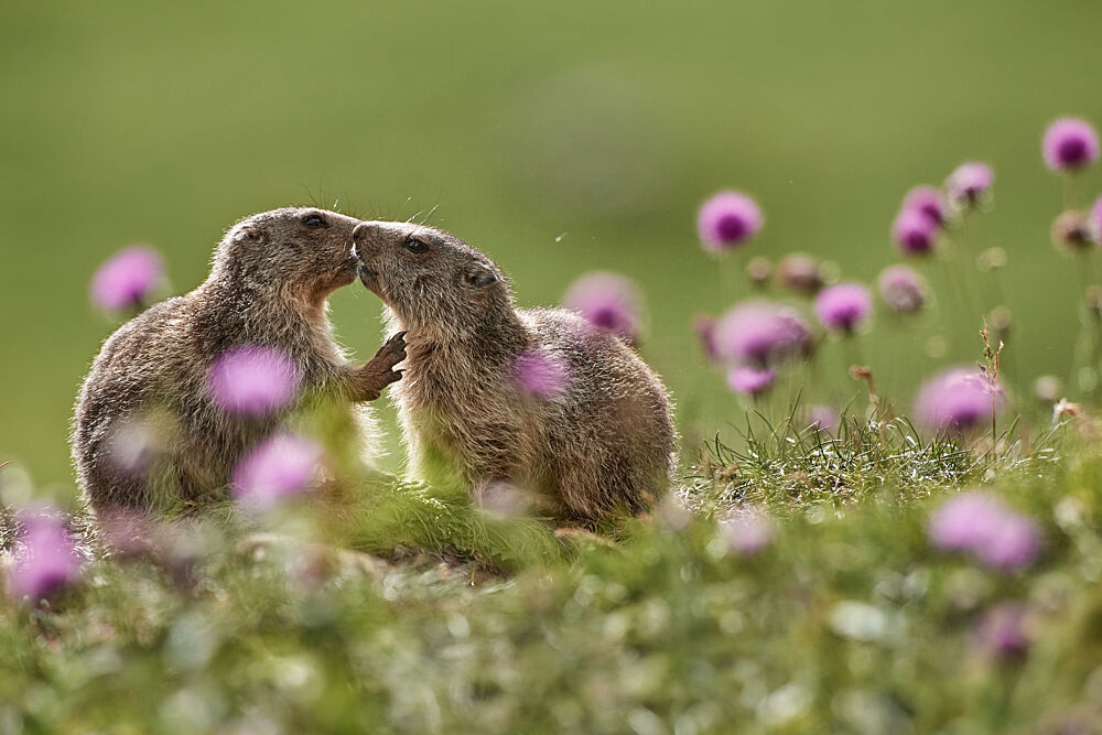 Sweet Marmot Kiss art print by Franco Fratini for $57.95 CAD