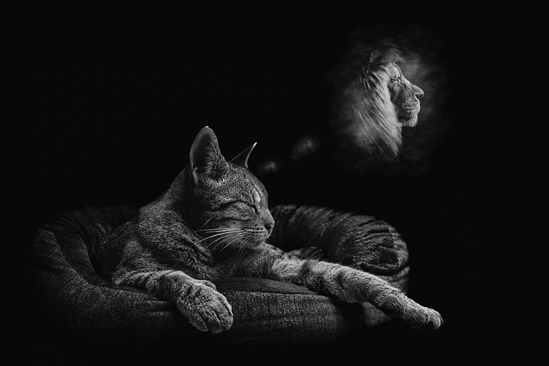 Felines Wild Dream art print by Peter Schade for $57.95 CAD