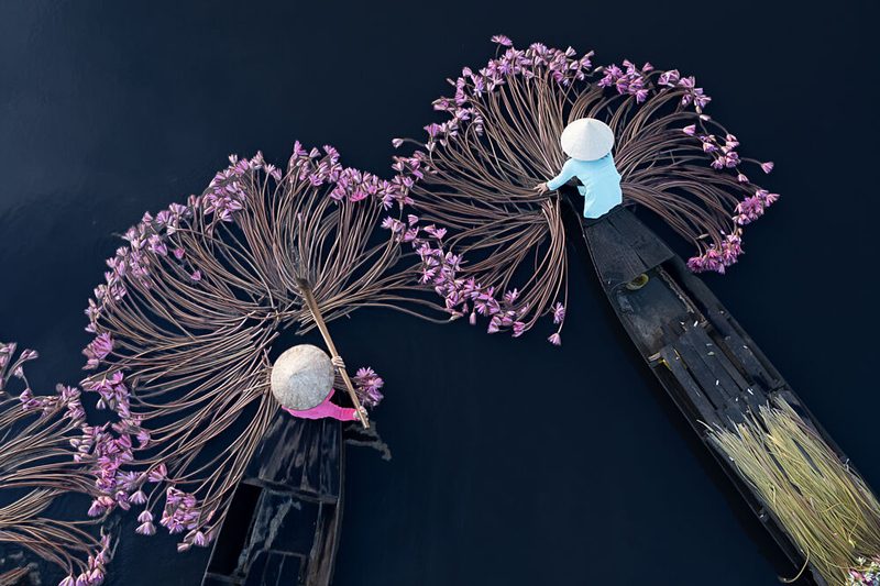 Purple Water Lily Harvest art print by Clas Gustafson Pro for $57.95 CAD