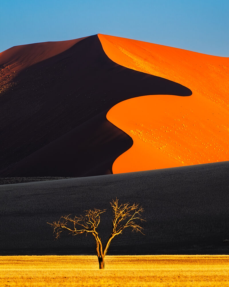 Vibrant Dune Lone Tree art print by SiyuWei Apa for $57.95 CAD