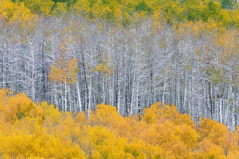 Layers of Fall Aspens art print by Mei Xu for $57.95 CAD