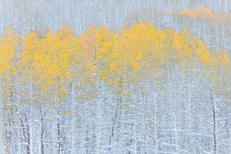 Golden Aspens First Snow art print by Mei Xu for $57.95 CAD