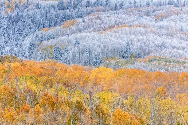 Fall Colors Winter Snow art print by Mei Xu for $57.95 CAD