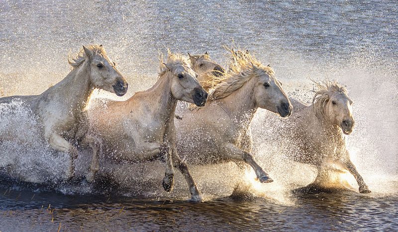Wild Horses Splashing art print by Sally Widjaja for $57.95 CAD