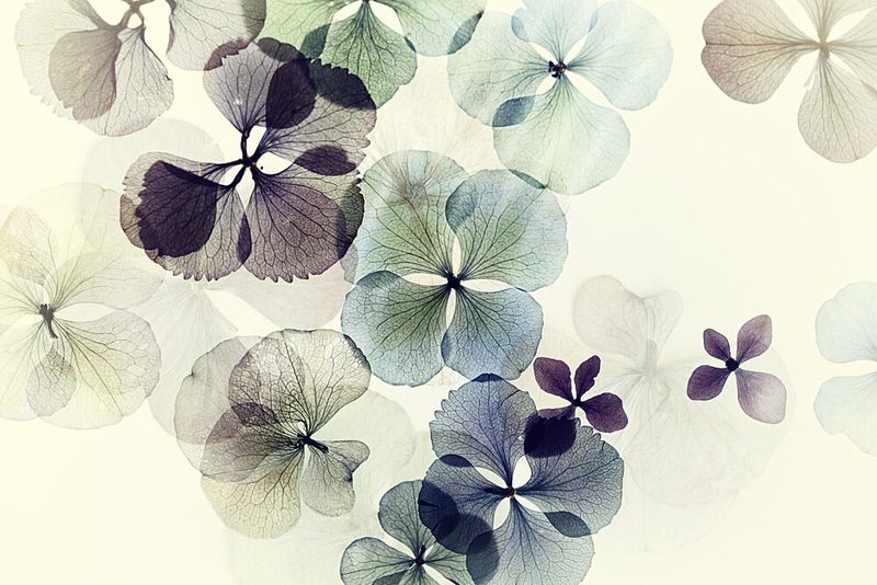 Delicate Hydrangea Petals art print by Ellen van Deelen for $57.95 CAD