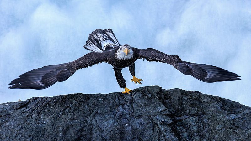 Powerful Bald Eagle art print by Jun Zuo for $57.95 CAD