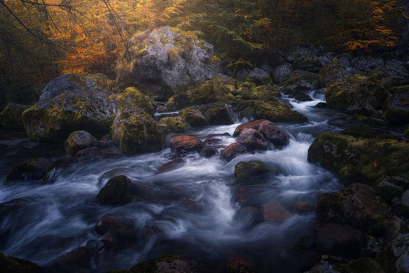 Golden Forest Stream art print by Thomas de Franzoni for $57.95 CAD