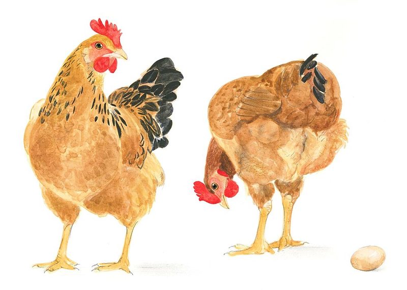 The Egg and Two Hens art print by Isabelle Brent for $57.95 CAD