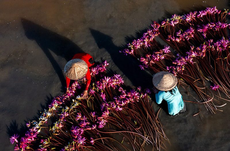 Asian Water Lily Harvest art print by Tran van Truong for $57.95 CAD