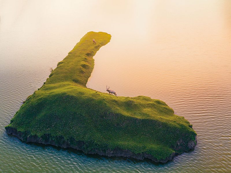 Golden Hour Island Elk art print by Bingo Z for $57.95 CAD