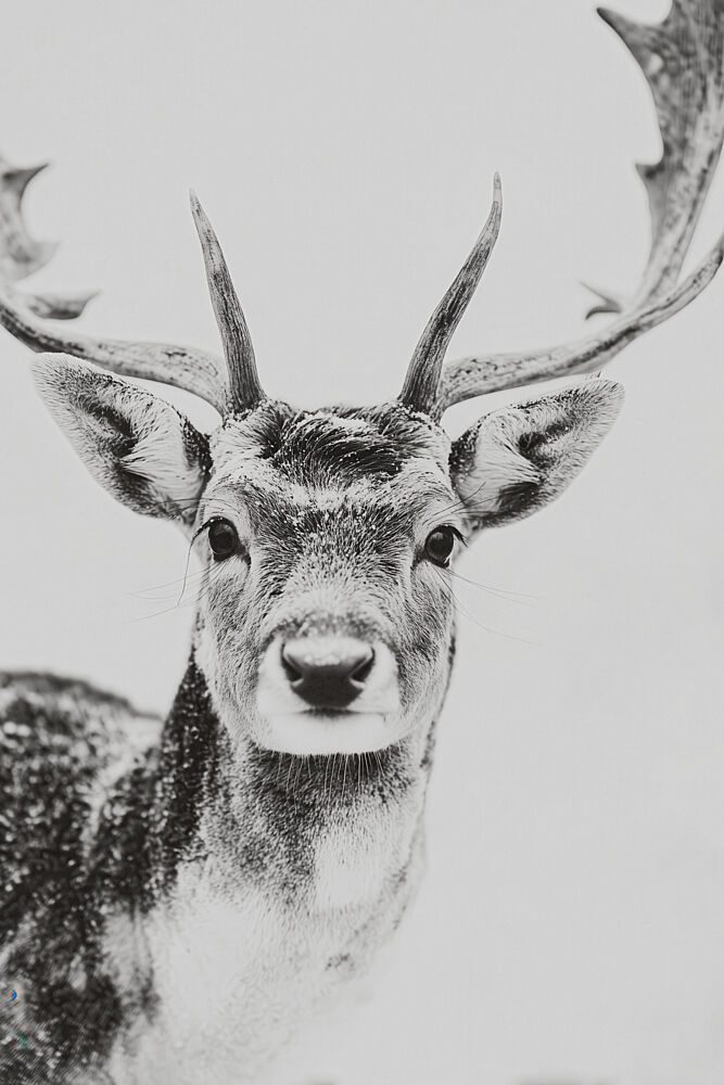 Winter Deer art print by Treechild for $57.95 CAD