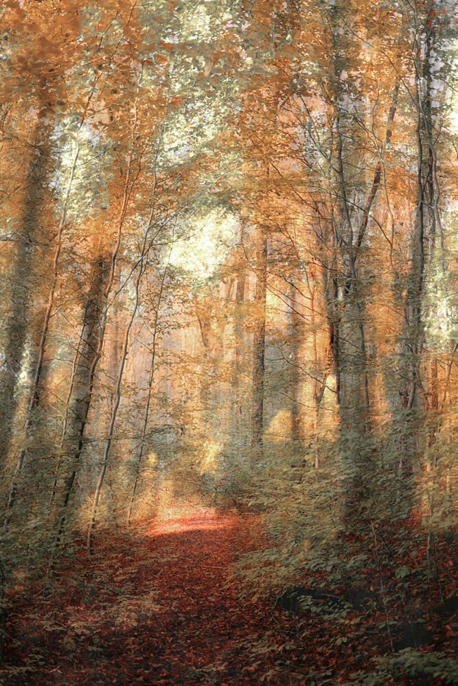 Sunlit Woodland Path art print by Christina Sillen for $57.95 CAD