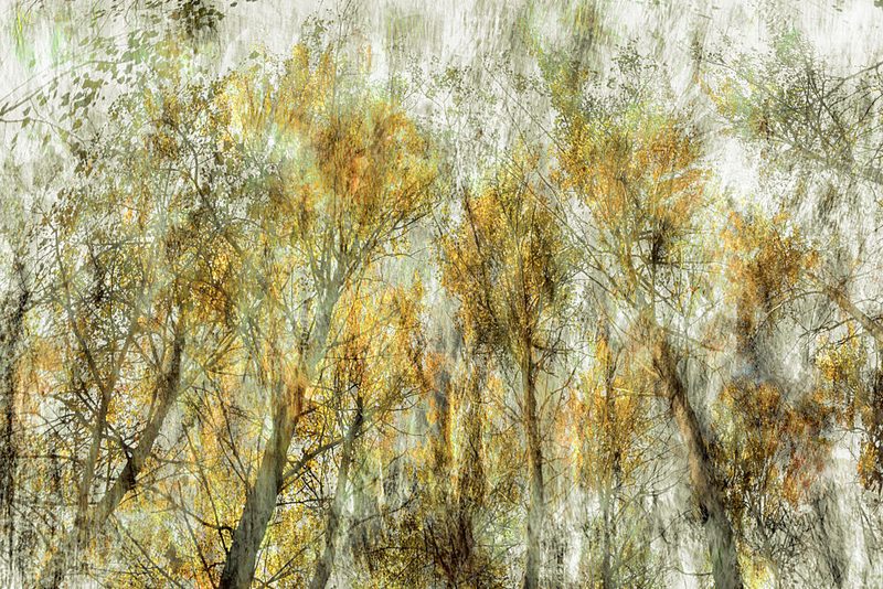 Ethereal Golden Trees art print by Christina Sillen for $57.95 CAD