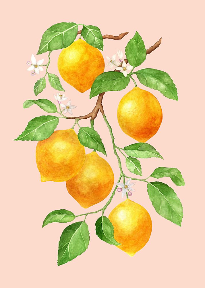 Vibrant Lemon Branch art print by Maja Kjaer for $57.95 CAD