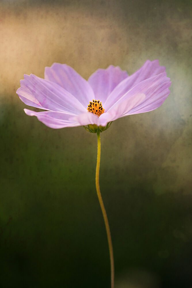 Delicate Purple Cosmos art print by Xiang Yang Cui for $57.95 CAD