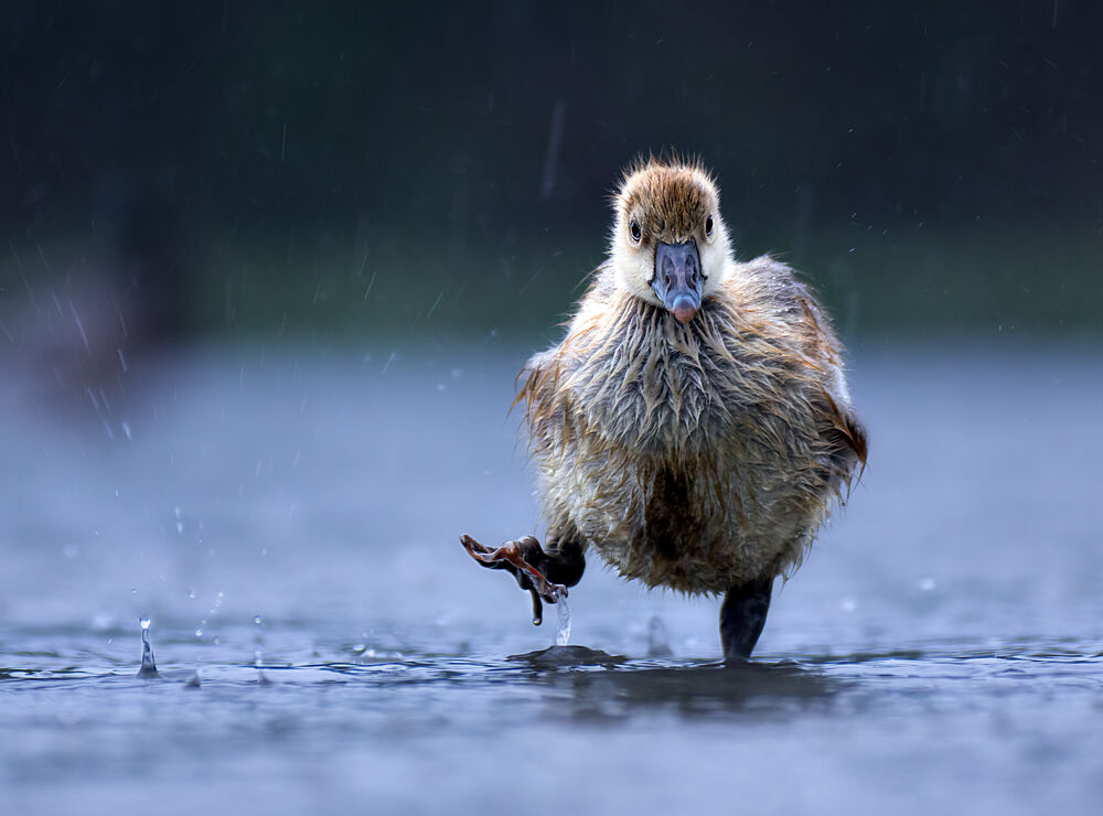 Cute Duckling Splashing art print by Corry DeLaan for $57.95 CAD