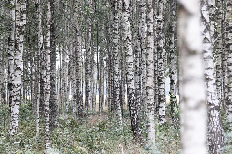 Birch Trees 20 art print by Mareike Bohmer for $57.95 CAD