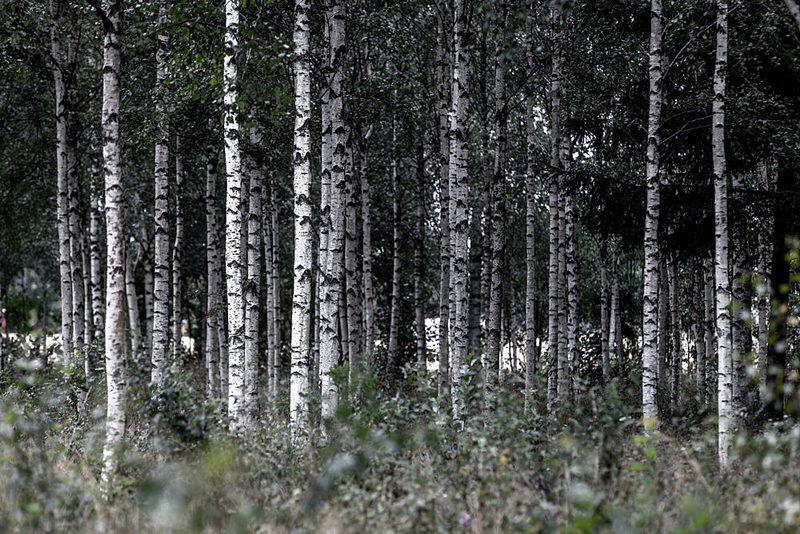 Birch Trees 21 art print by Mareike Bohmer for $57.95 CAD