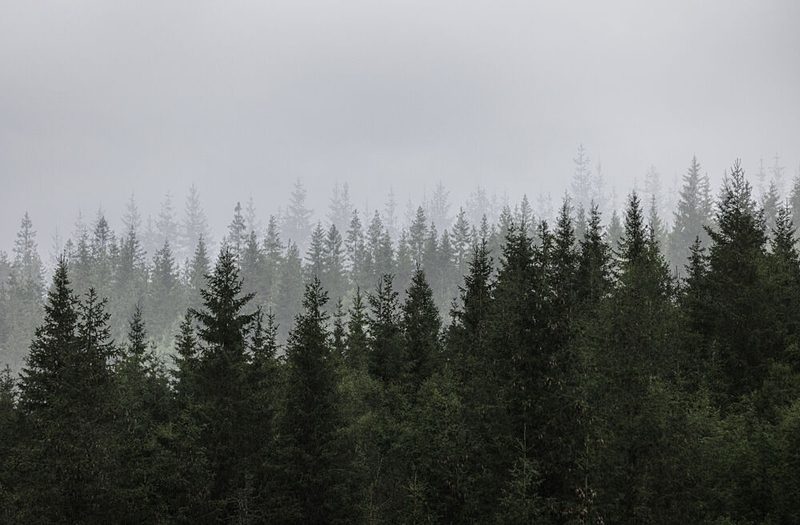 Mystical Forest Scene art print by Mareike Bohmer for $57.95 CAD