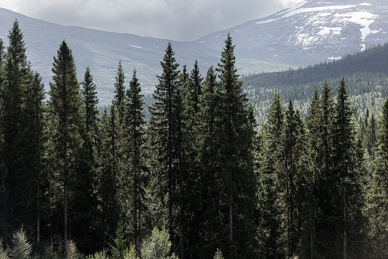 Woods and Mountains 1 art print by Mareike Bohmer for $57.95 CAD