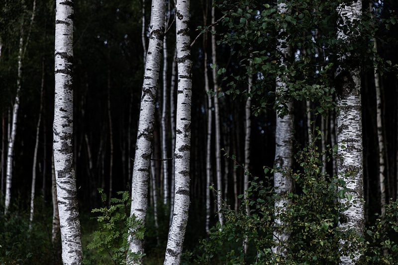 Birch Trees Dark 1 art print by Mareike Bohmer for $57.95 CAD