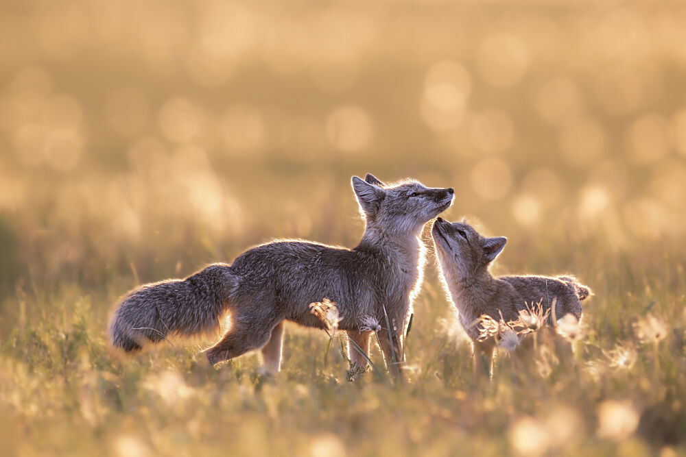 Golden Hour Foxes art print by Xuedong Bai for $57.95 CAD