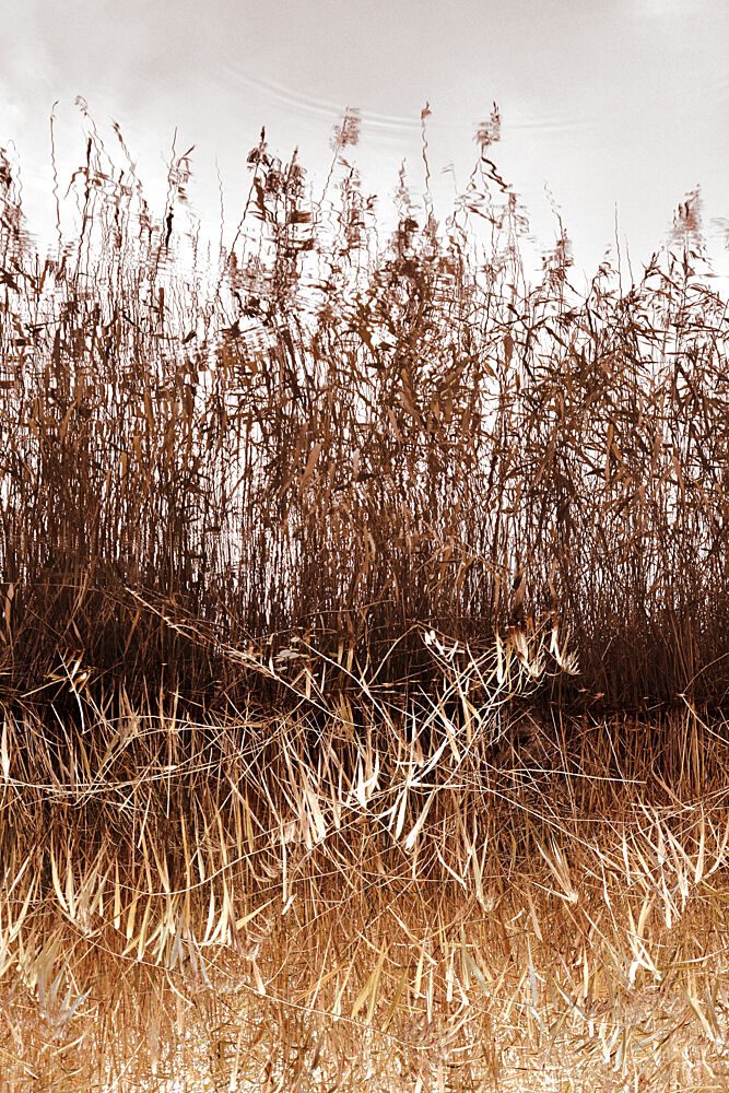 Golden Reeds Reflection art print by Christina Sillen for $57.95 CAD