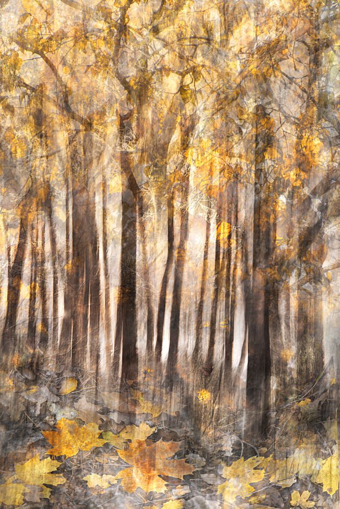 Golden Autumn Forest art print by Christina Sillen for $57.95 CAD