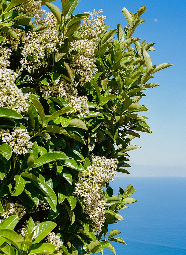 Flowering Bush Ocean View art print by Bethany Young for $57.95 CAD