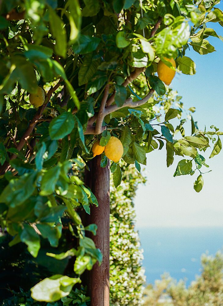 Lemons Overlooking Sea art print by Bethany Young for $57.95 CAD