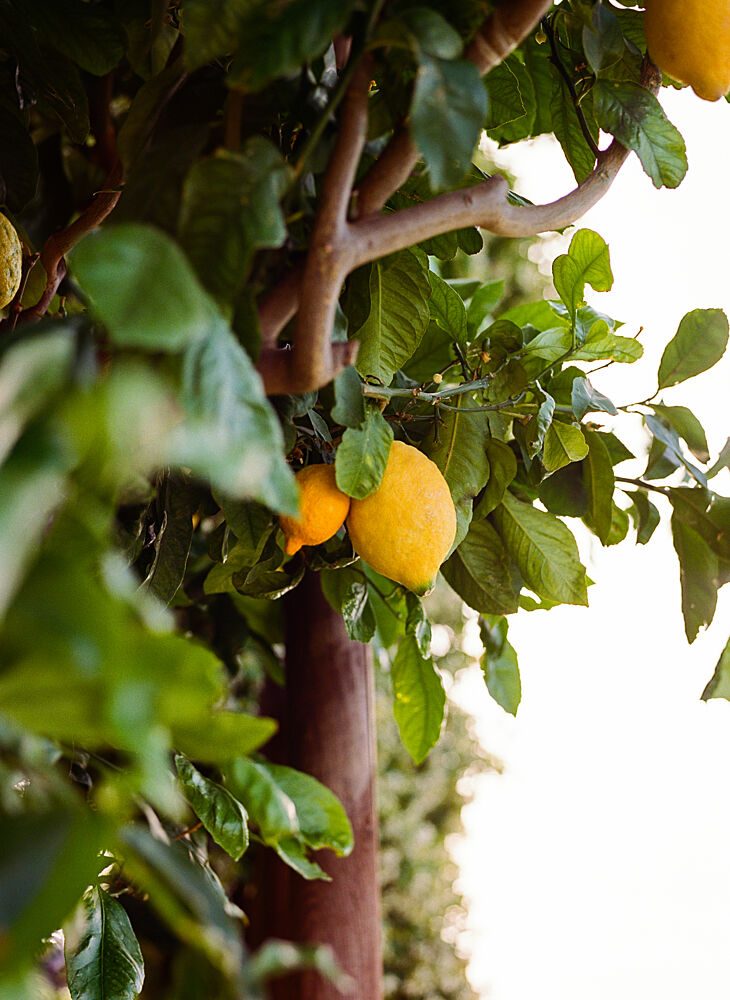 Fresh Lemons on Tree art print by Bethany Young for $57.95 CAD