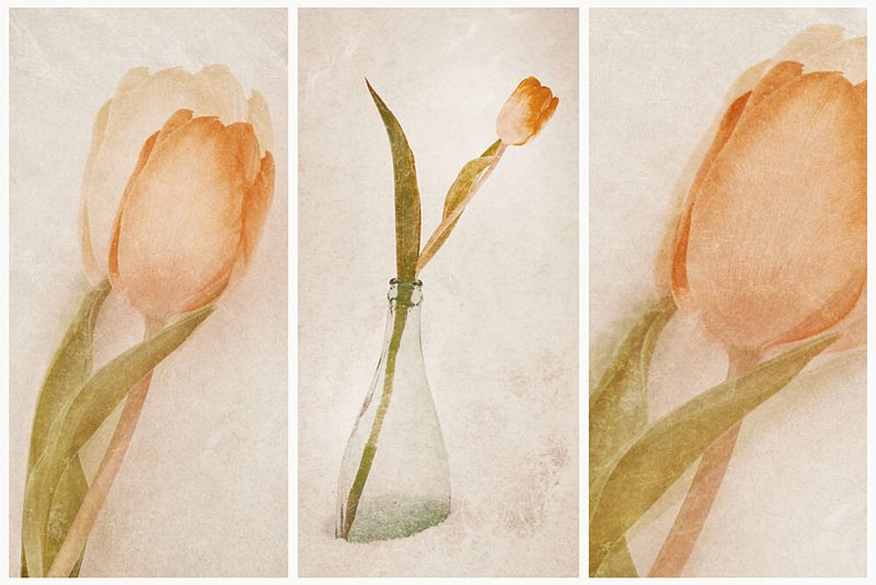 Delicate Tulip Still Life art print by Gustav Davidsson for $57.95 CAD