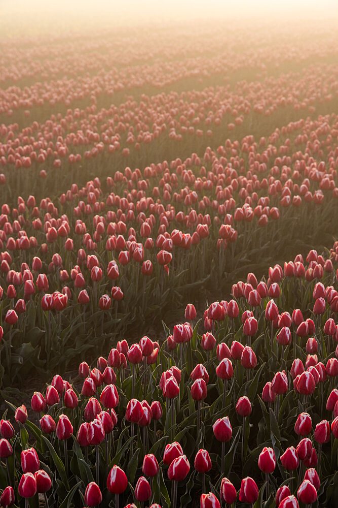 Field of Flowers 1 art print by Mareike Bohmer for $57.95 CAD